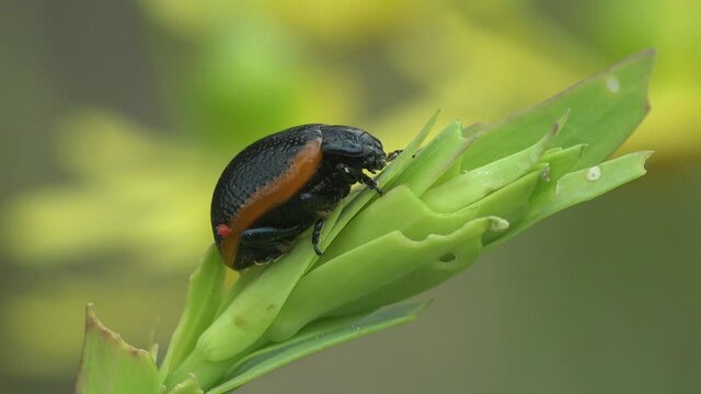 Black Leaf beetle (family  Chrysomelidae Latreille) with red stripe on belly crawl across sand. View macro insect in wildlife