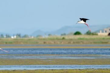 Black-winged stilt take flight from swamp water drops
