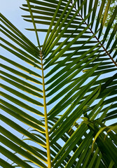 Obraz na płótnie Canvas palm tree leaves