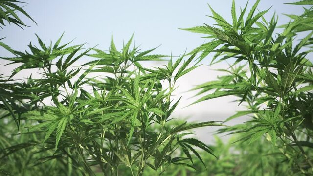 Outdoor gunja farm in Southeast Asia