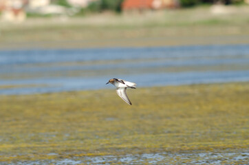 Semipalmated Sandpiper fly low up lake surface