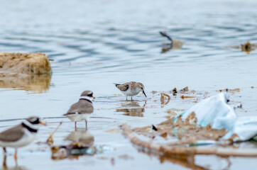 Semipalmated Plover Charadrius semipalmatus