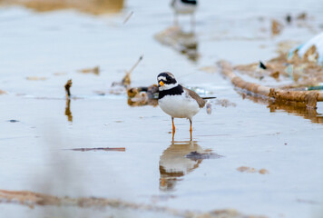 Semipalmated Plover Charadrius semipalmatus