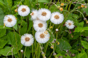 Huflattich gehört zu den ersten Frühjahrsblumen. Die weißen fedrigen Samenstände des...