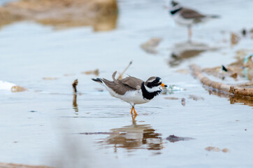 Semipalmated Plover Charadrius semipalmatus close up