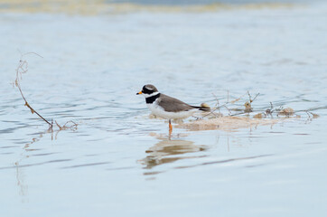 Semipalmated Plover Charadrius semipalmatus on lake