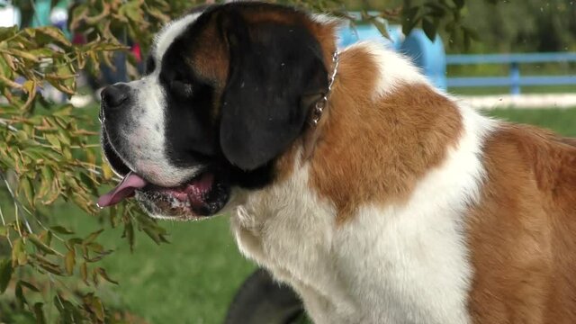 Dog breed St. Bernard or Saint-Bernard on a walk in the city park 