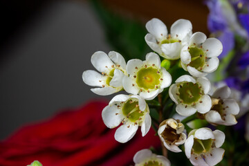 Macro abstract art view of tiny dainty white wax flower blossoms in a florist arrangement with a defocused background