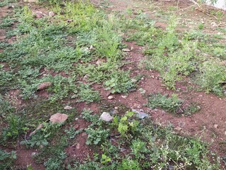 green moss on the stone, near lake