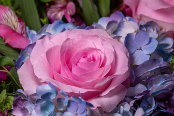 Macro abstract art view of a beautiful pink rose flower blossom in a florist arrangement with a background blue hydrangeas