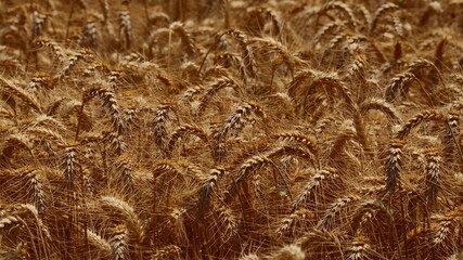 wheat field background