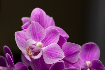 Macro abstract view of a bouquet of miniature pink and purple phalaenopsis moth orchids with dark background