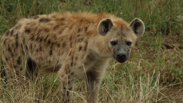 Spooted Hyena in Africa Savaannah
