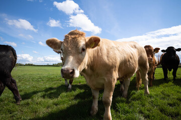 Cows in a grass field from a low angle of view on a sunny spring day.  