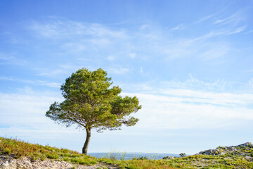 Fototapeta na wymiar Isolated pine tree against blue sky