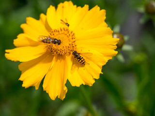 yellow flower of a dandelion