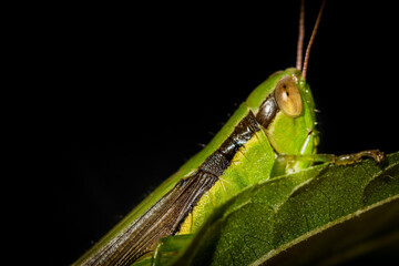 green praying mantis