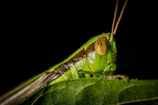 grasshopper on a leaf