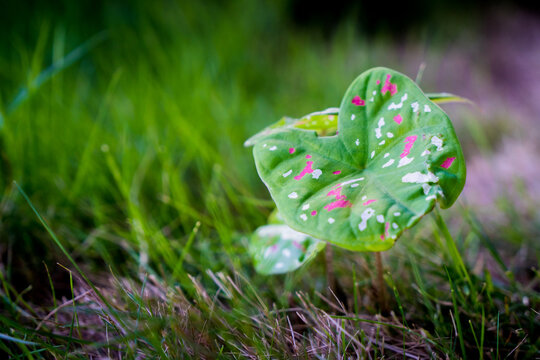 grass and flowers