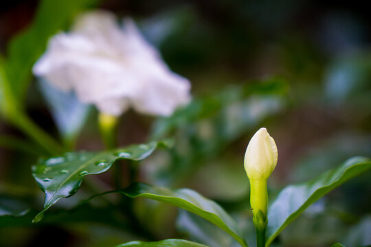 flower bud