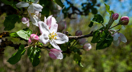 Apfelblüten im Frühling