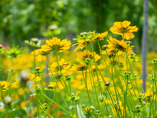 field of yellow flowers