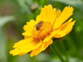 bee on yellow flower