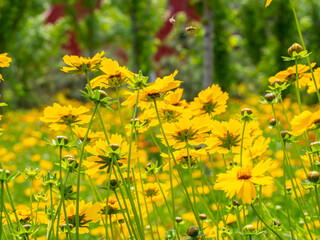 field of flowers