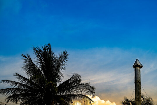 palm trees at sunset