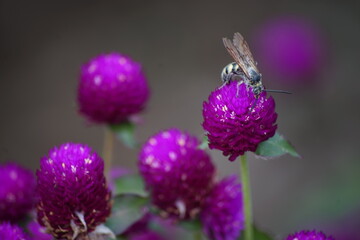 honey bee sucking purple flower