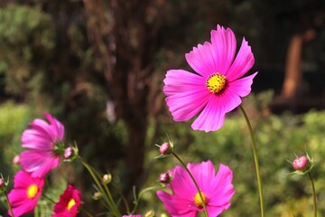 Pink and yellow garden cosmos blossomed