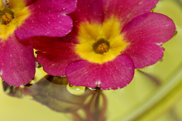 flower with dew drops