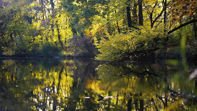 autumn pond in ht forest 