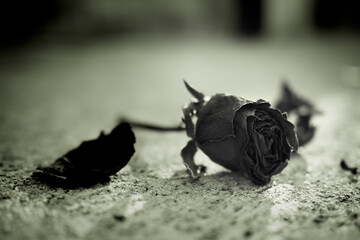 Broken heart concept. black and white image dry rose on cement floor. poster for Divorce, disappointed, break up concept.