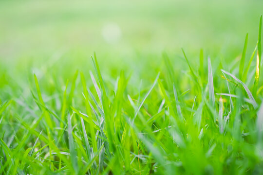 Blur image of green grass. wallpaper nature farm greensward for background. environment concept.