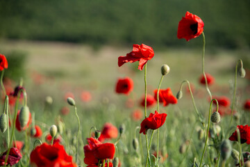Poppies.