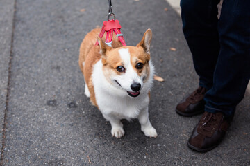 Cute corgi dog tied by leash and walk with owner