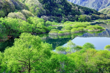 Fototapeta na wymiar 新緑の五十里湖