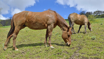 two brown horse grazing in a pasture in alpine mountain