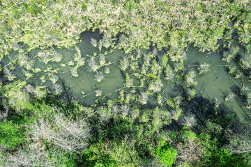 flooded forest with trees trunks floating on water surface. swampy landscape. view from drone