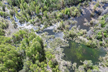 swamp wetland and green forest landscape in spring day. bird's eye view