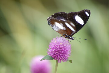 butterfly on a flower