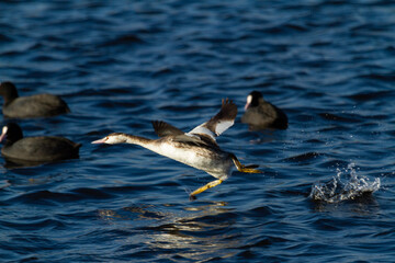 Great crested grebe (Podiceps cristatus), waterfowl taking off over the lagoon, animal concept.