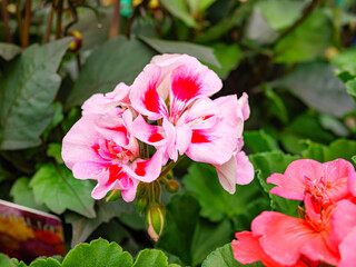 Spring flowers in the garden. Close up.