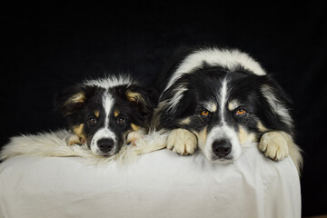 Two border collie are lying in photo studio. They are son and dad. 