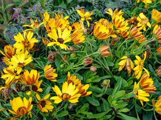 Spring flowers in the garden. Close up.