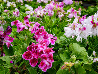 Spring flowers in the garden. Close up.