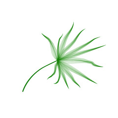 Palm Leaf Vector. Tropical leaves . green  logo with lines