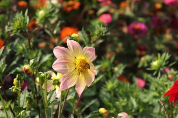 A bumblebee sitting on a blossomed white yellow dahlia flower