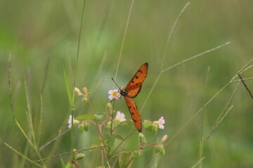 Obraz premium butterfly on a flower